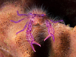 Hairy Squat Lobster, Tulamben by Doug Anderson 